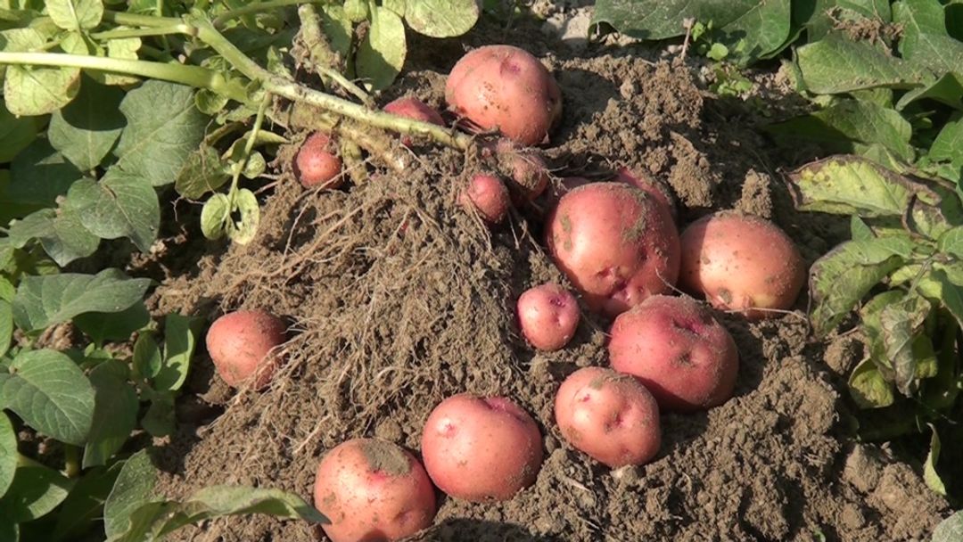 फाइल तस्वीर